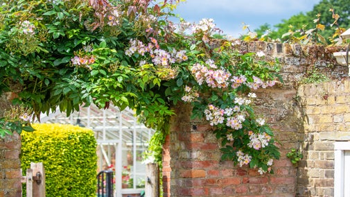 A pink climbing clematis is captured in full bloom over the gate and walls in Peckover garden.